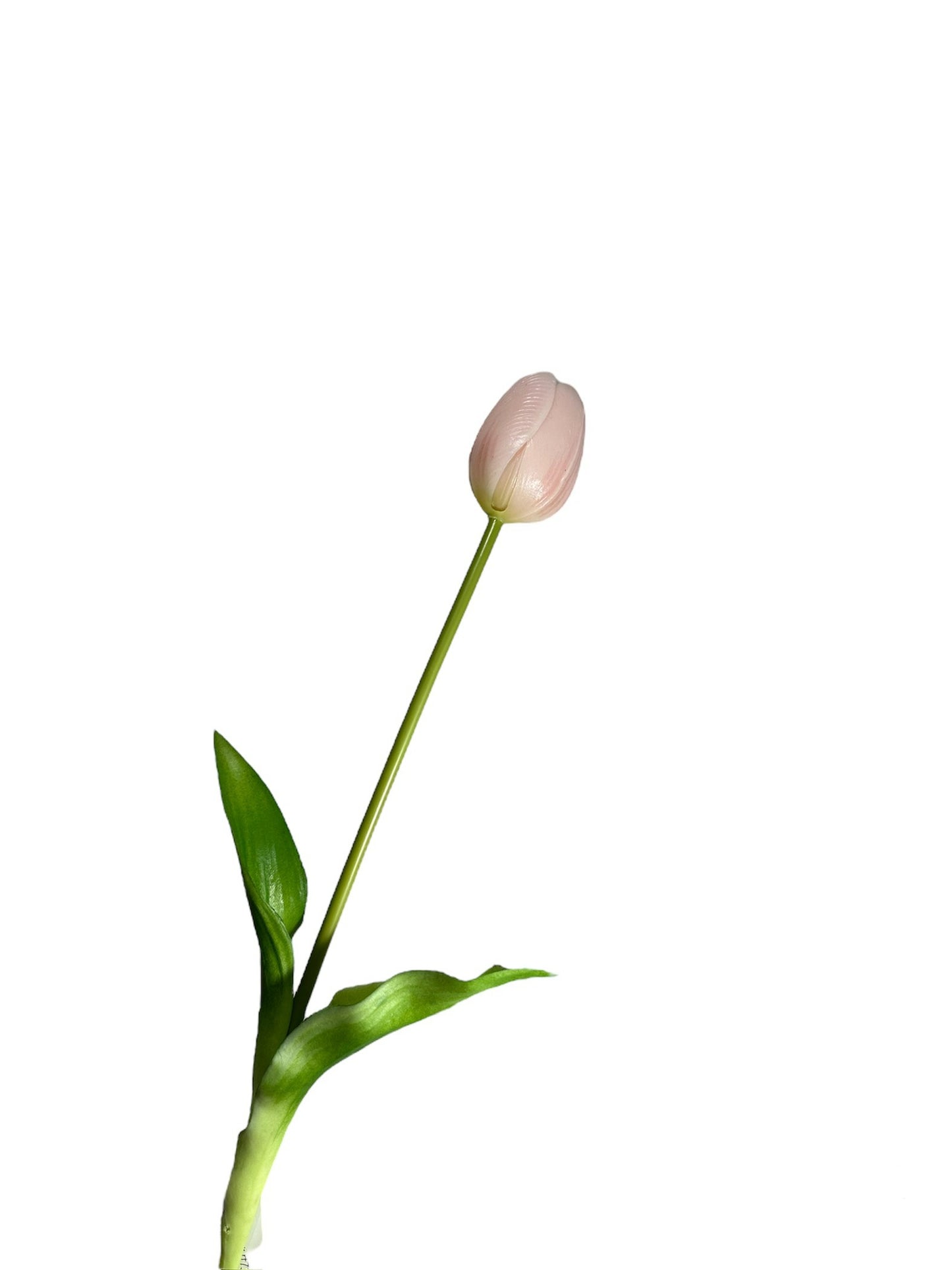 Tulpen