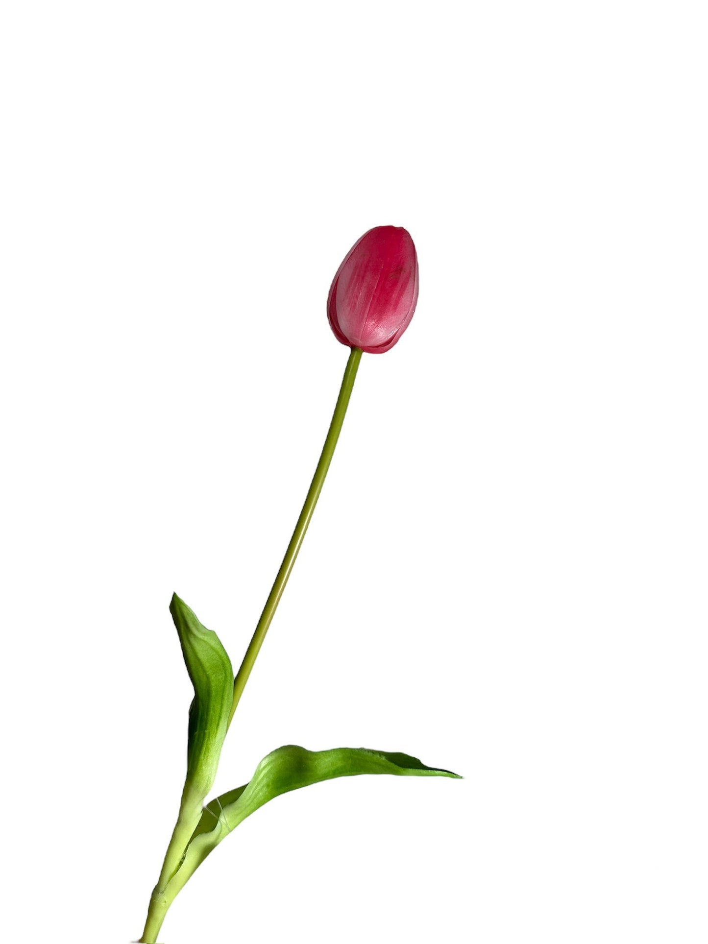 Tulpen