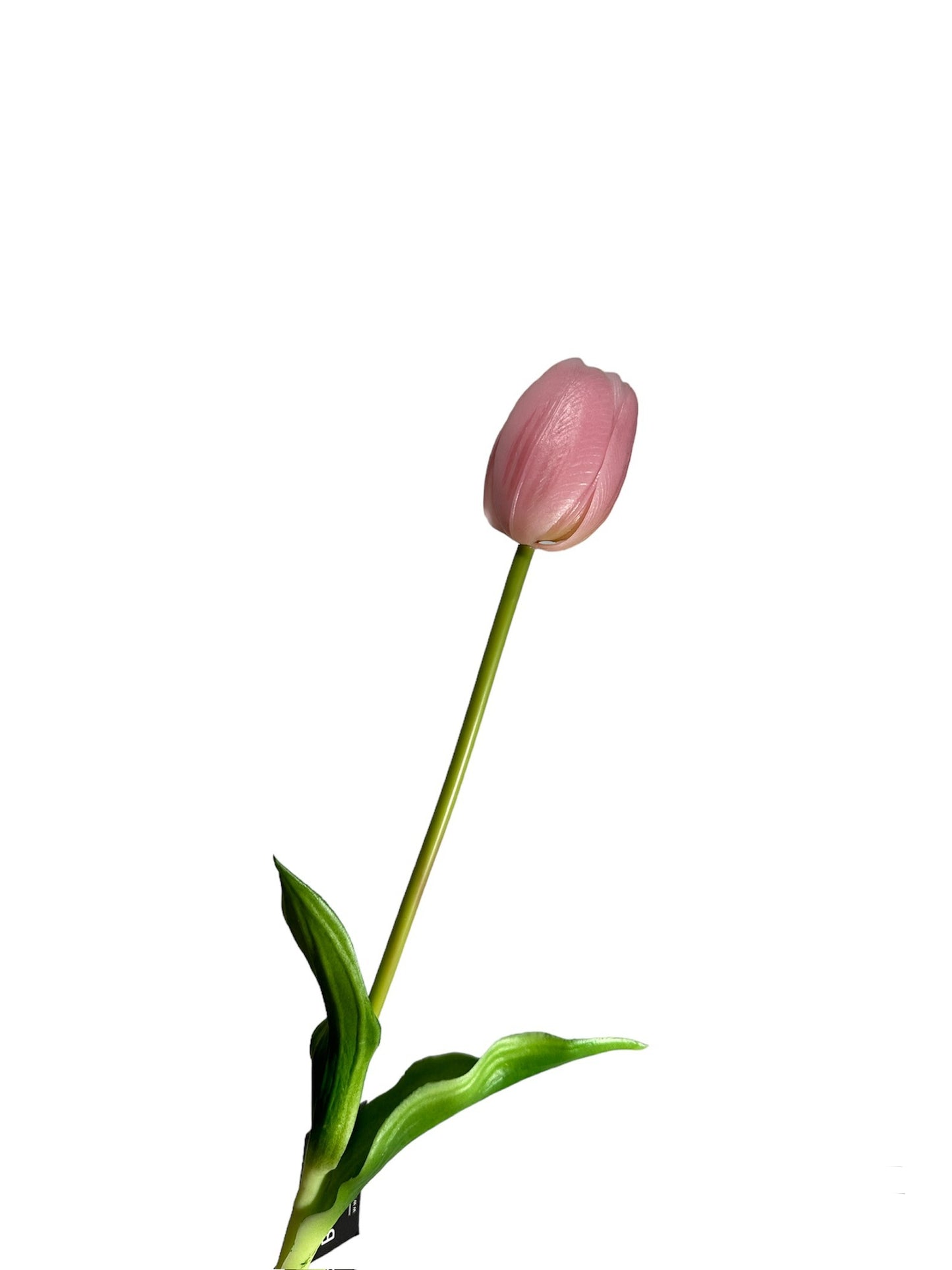 Tulpen