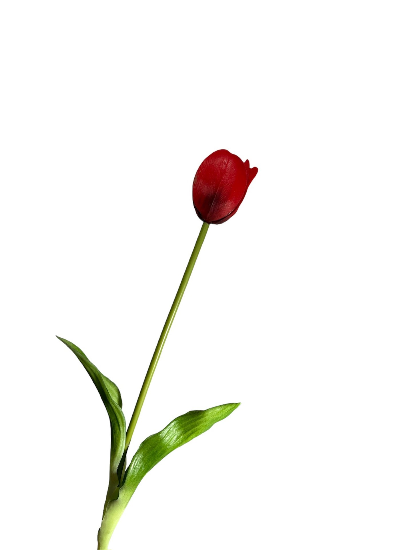 Tulpen