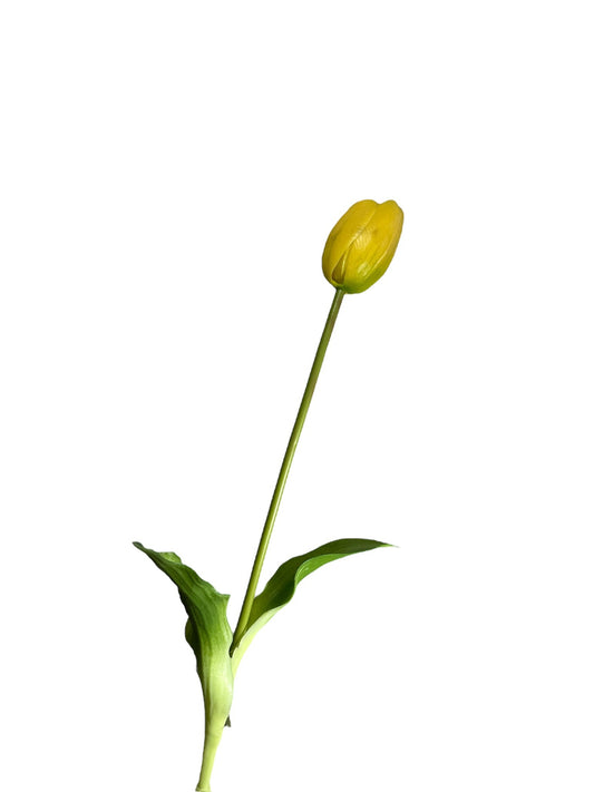 Tulpen